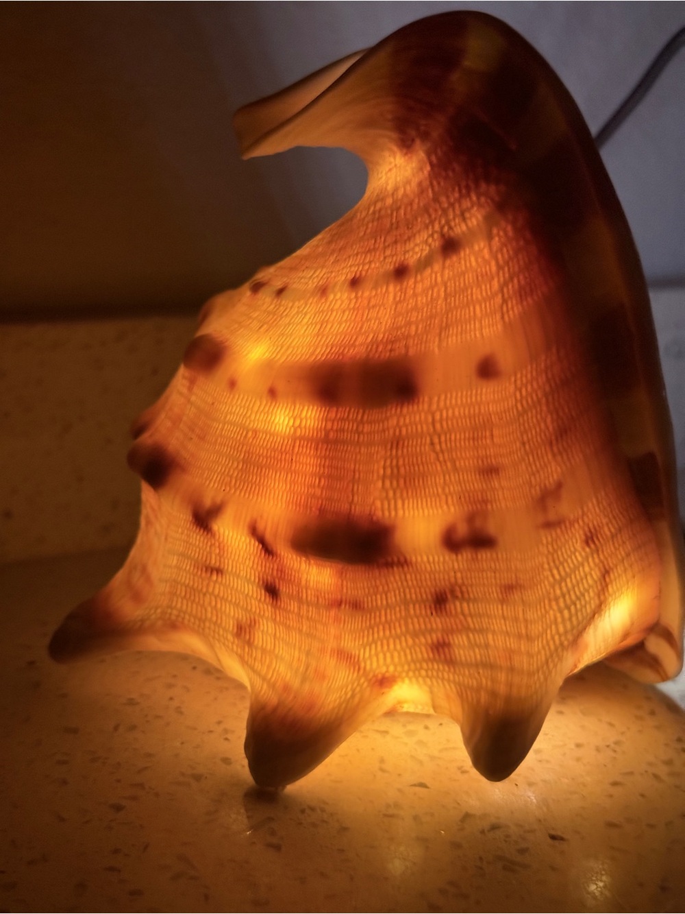 Large 5.75x4.5” Cassis Cornuta Queen Helmet Natural Seashell w LED Fairy Lights